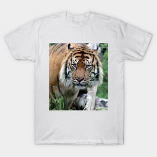 Sumatran Tiger 2 T-Shirt